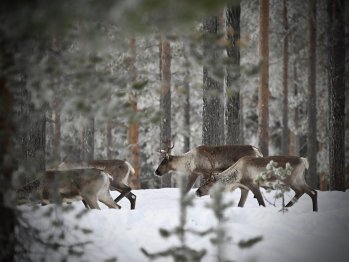 Metsäpeurat talvella 2023 Laahtasella