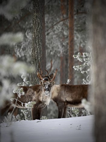 Kuvassa kaksi peuraa lumen keskellä Laahtasella.