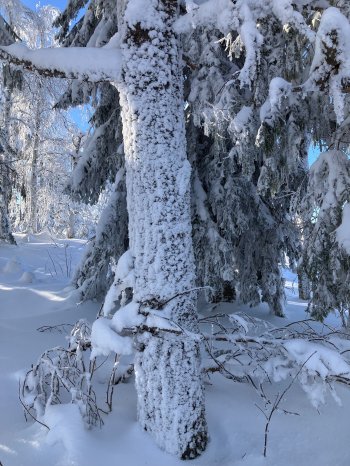 Puunrungon pitsikuorrutus helmikuisena pakkaspäivänä