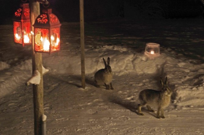 Jänikset jouluyönä. Kuva: Jouko Sievänen.