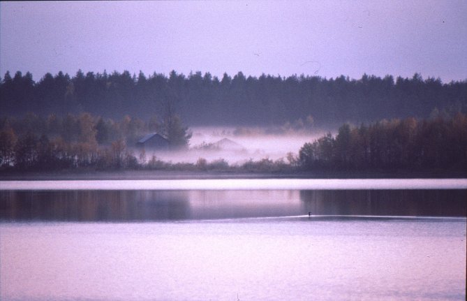 Lahnasen kuikka. Kuva: Jouko Sievänen