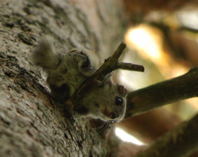 Hellyttävä suurennos liito-oravanpoikasesta. Kuva: Jouko Sievänen.