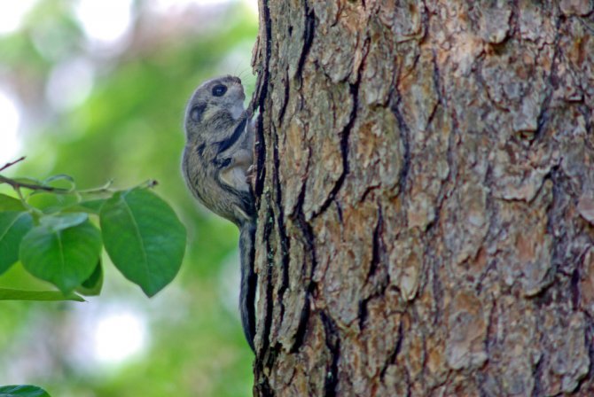 Pesästä pudonnut liito-oravanpoikanen kiipeämässä takaisin pesäänsä. Kuva: Jouko Sievänen.