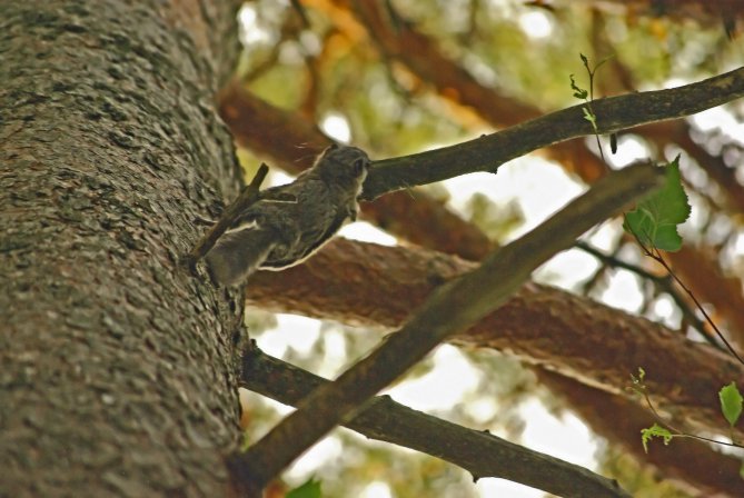 Liito-oravanpoikanen venyttää liitopoimuaan. Kuva: Jouko Sievänen.