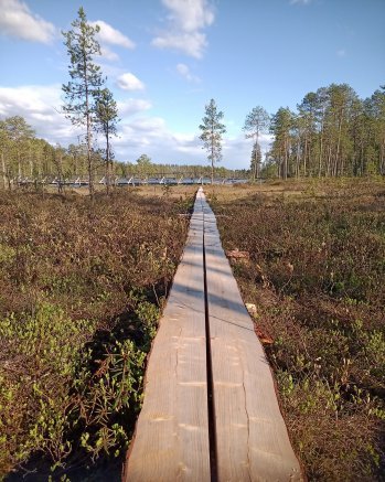 Pitkospuut ja silta, jota kävellen voi reitin puolittaa.