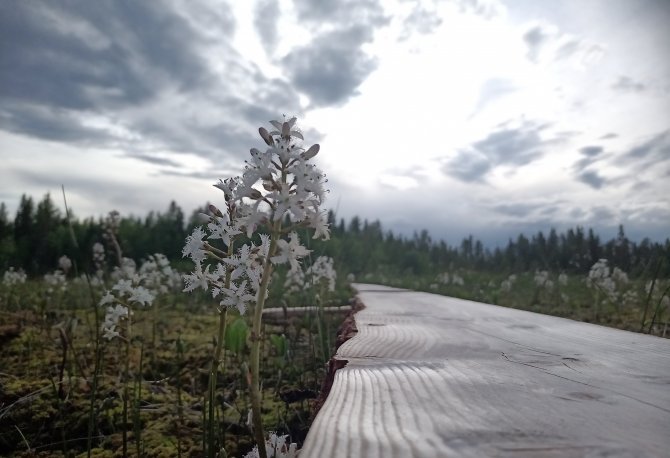 Raatteita Laahtasella pitkospuiden vieressä.