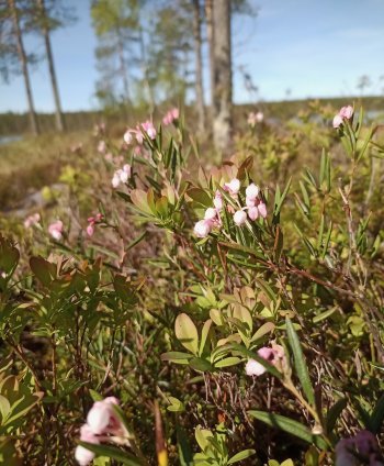 Suokukkia Laahtasella.