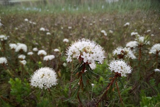 Suopursuja Laahtasella