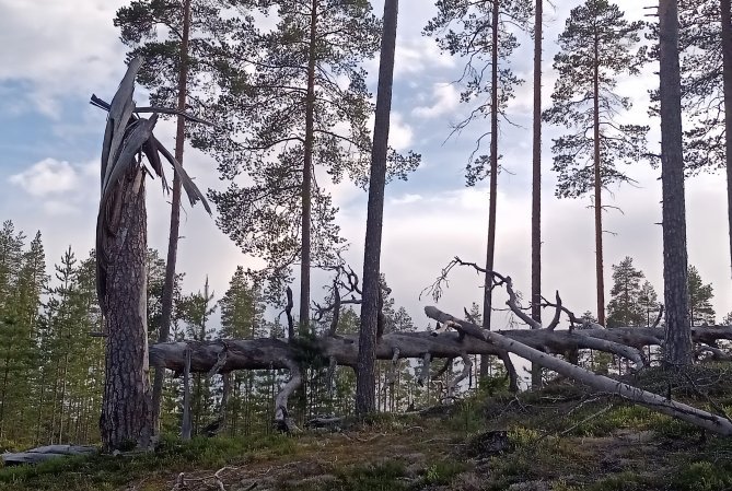 Tähystyspetäjä