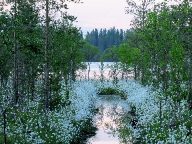 Tällaisina kukkivat suomme alkukesästä.