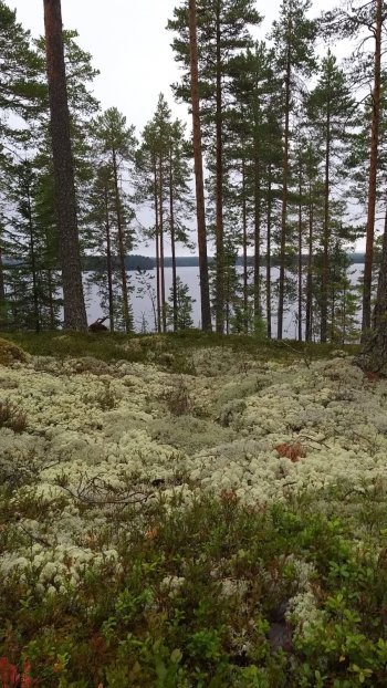 Kunta myy tontteja. Tässä on rantatontti Möttölänniemellä.