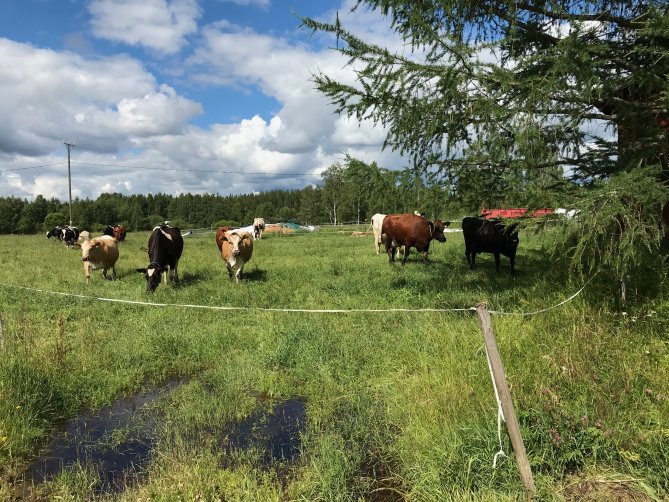 Lehmiä laitumella Ristijärvellä