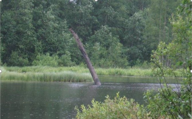 on lappalaisten hautoja. Sieltä on löytynyt pääkalloja ja luunkappaleita.  Mehän niitä pentuna kaevettiin, kertoo Eero.  Me löyvettiin kivveöksie ja niijen alla punasta multaa, van ei meillä pikkupojilla ollu työkaluja kaivaa syvemmälle. Haotoja ei oo tutkittu, minkä aekasie ne on, van lappalaesten haotoja ne sanotaan olovan.  Vanhan saaren yläpuolella on ollut kivikautinen asuinpaikka. Tämä on tullut ilmi Museoviraston tutkimuksissa.  Onhan se luontevata, kun kysseessä on etelään päin niemi ison järven rannalla, josta lähtee joki, että siellä asutusta on ollu ekana.  Hiisipirtin aluehan on vanahan järven aekanen saari. Jotta rantaniittyjä oesi helepompi niitteä, oli ojjaa kaevettu Taivallahden länsipäässä Pahkalammella 15 vuoden ajan. Van 15.5.1761 järvi ryöstäoty, kun se oli hiekkamaata. Se oli korkein veinlasku 14 metrie, mitä kaotta aikain on missään Suomessa tehty. Järvi lyhenty 10 kilometriä. Se oli 13 kilometriä pitkä ennen laskua van sen jäläkeen vaen 3 kilometrie.  No siitähän joutuivat käräjille kaivajat Pentti Härkönen, Paavali Härkönen ja Heikki Härkönen, kun järven ryöstäytymisen aiheuttamat vahingot olivat hirmuiset vesien ja maiden myllerryksineen. Muun muassa kaksi myllyä tuhoutui ja kaksi myllyä jäi kuivilleen vanhan joen varteen ja yksi ylävirran puolelle.  Käräjäoikeus tuli siihen tulokseen, että vuonna 1740 annettu suoasetus antoi luvan järvien kuivattamiseen, joten toiminta ei ollut lain vastaista ja lisäksi teko ei ollut tahallinen. Sakkoja siitä kuitenkin tuli. Käräjäoikeutta askarrutti lisäksi, olivatko vastaajat kaivaneet ojaa helluntaina ja syyllistyneet sapattirikokseen, josta tulisi jalkapuuta. Oikeus katsoi kaivamisen tapahtuneen vasta helluntaipyhän iltana, joten tämä syyte raukesi.  Aiheutettu vahinko oikeudenkäynteineen otti kuitenkin niin lujille, että Härkölän talon isäntä Heikki Härkönen ja tämän poika Paavali kuolivat vain vajaa kaksi vuotta oikeudenkäynnin jälkeen - Paavali 44 vuoden ikäisenä.  Hiisijärven vedenlaskusta oli se hyöty, että Hiisijärvi sai lisää maata noin 1 100 hehtaaria ja Pyhäntäkin satoja hehtaareita, Iso-Pyhäntäjärvi laski nimittäin 6 - 7 metriä. Hiisijärven ryöstäytyminen puhkasi kokonaan uuven uoman mehtään myös Pyhännänkoskella ja vanha uoma jäi kuiville. Pyhännänkosken voimalaitos on rakennettu vanhaan uomaan, ja voimalaitoksella on padolla nostettu vesi lähelle vanhaa vedenpintaa.   Vedenlaskun monenlaisia seuraVeden ryöstäytymisen aiheuttaman hyökyaallon tuomia honkia töröttää pystyssä vesistössä.