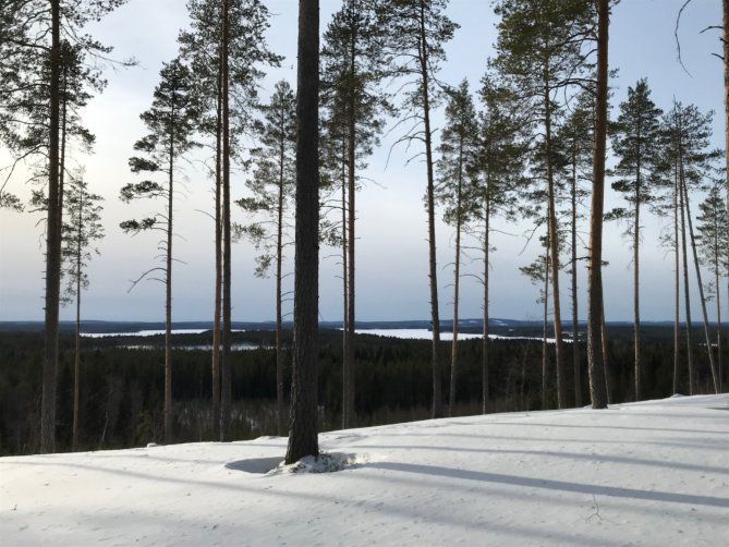 Näkymä Potoskan ladulta Iijärvelle.