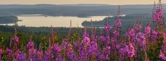 Horsmikko kuvaa Kainuuta metsätalousmaana, vaarat ja vedet kuvaavat Kainuun maisemaa.